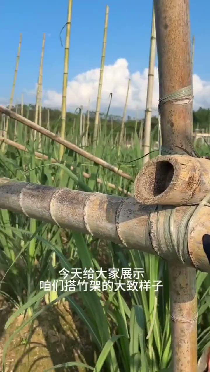 Bamboo frame tying application